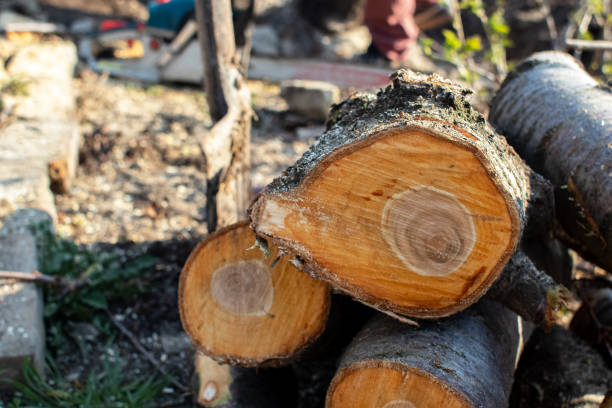 Best Storm Damage Tree Cleanup  in Rio Grande, NJ