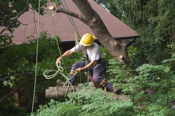 Rio Grande, NJ Tree Removal Services Company