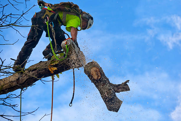 How Our Tree Care Process Works  in  Rio Grande, NJ